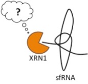The cellular decay factor XRN1 can't degrade highly structured viral sfRNAs.